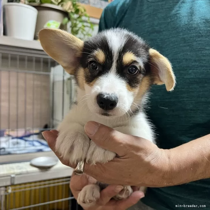 もとこ 様のお迎えした子犬