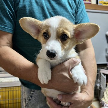 ウェルシュ・コーギー・ペンブローク【福島県・女の子・2024年9月1日・セーブル&ホワイト】の写真「かわいい子」