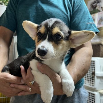 ウェルシュ・コーギー・ペンブローク【福島県・女の子・2024年9月1日・トライ】の写真「お茶目なかわいい子」