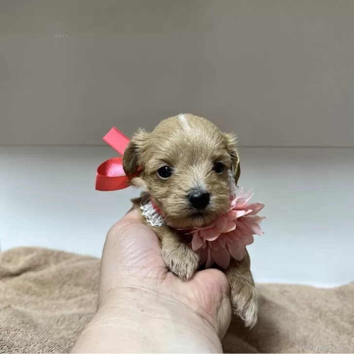 みくまま 様のお迎えした子犬