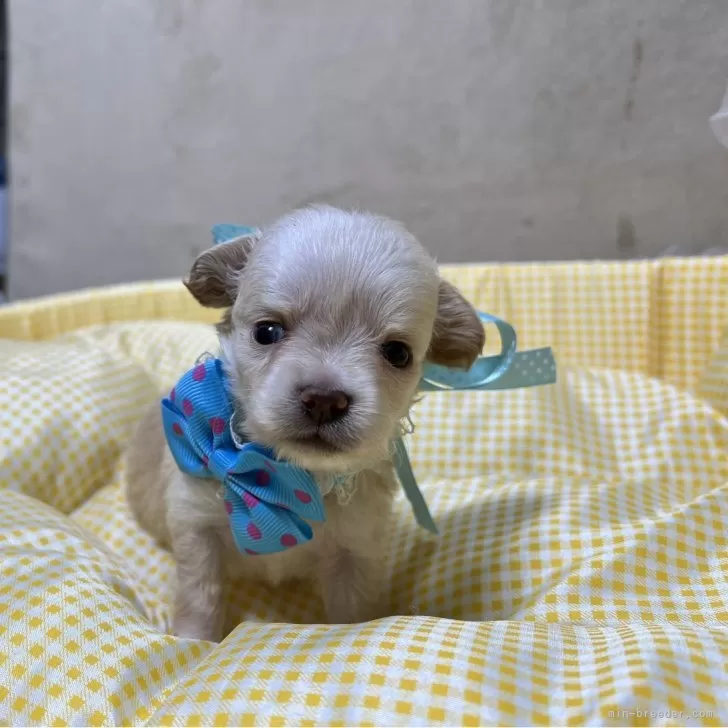 てつ 様のお迎えした子犬