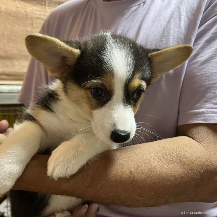 クウちゃん 様のお迎えした子犬