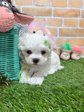 マルチーズ【福島県・男の子・2021年12月25日・ホワイト】の写真「かわいい💕」