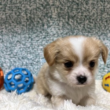 チワワxプードル【福島県・男の子・2022年12月24日・クリーム&ホワイト】の写真「かわいい男の子」