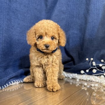 トイプードル(トイ)【茨城県・男の子・2024年11月23日・レッド】の写真「トイプードル専門店になります。」