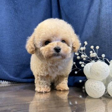 トイプードル(タイニー)【茨城県・男の子・2024年12月21日・アプリコット】の写真「ドワーフ、短足♡*。モコモコ男の子がデビューしまし」