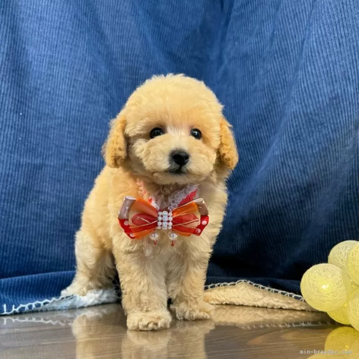 C.T 様のお迎えした子犬