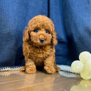 トイプードル(トイ)【茨城県・女の子・2024年7月24日・レッド】の写真「トイプードル専門店になります。」