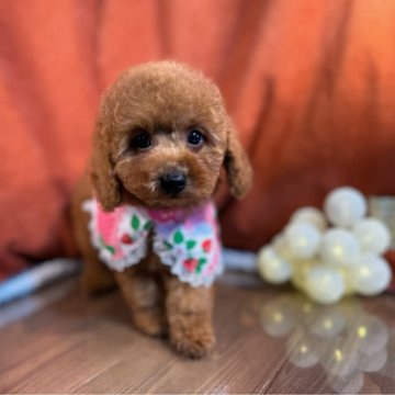 トイプードル(トイ)【茨城県・女の子・2024年7月17日・レッド】の写真「トイプードル専門店になります。」