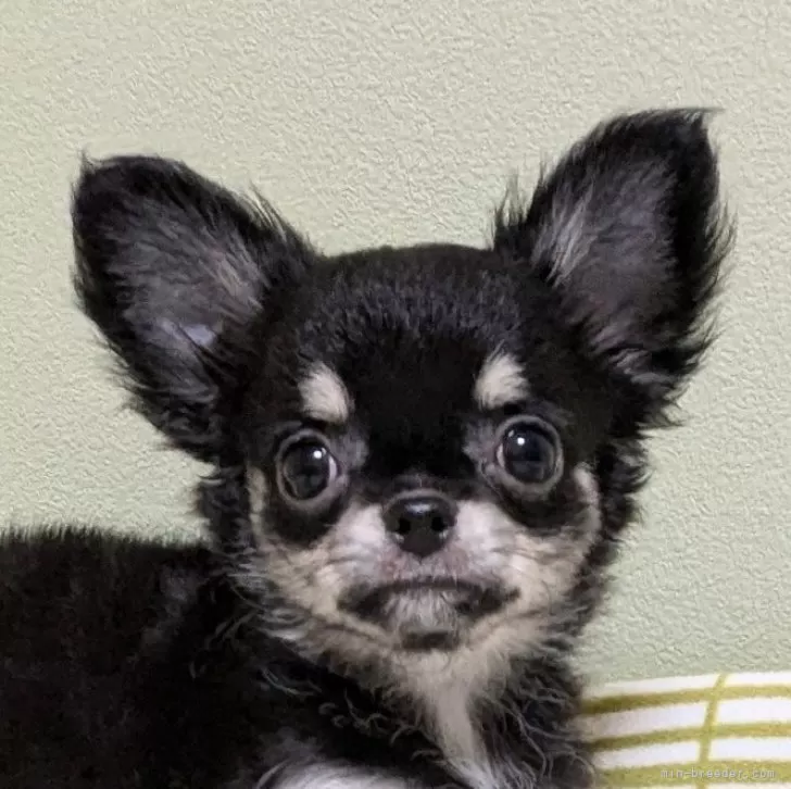 みき 様のお迎えした子犬