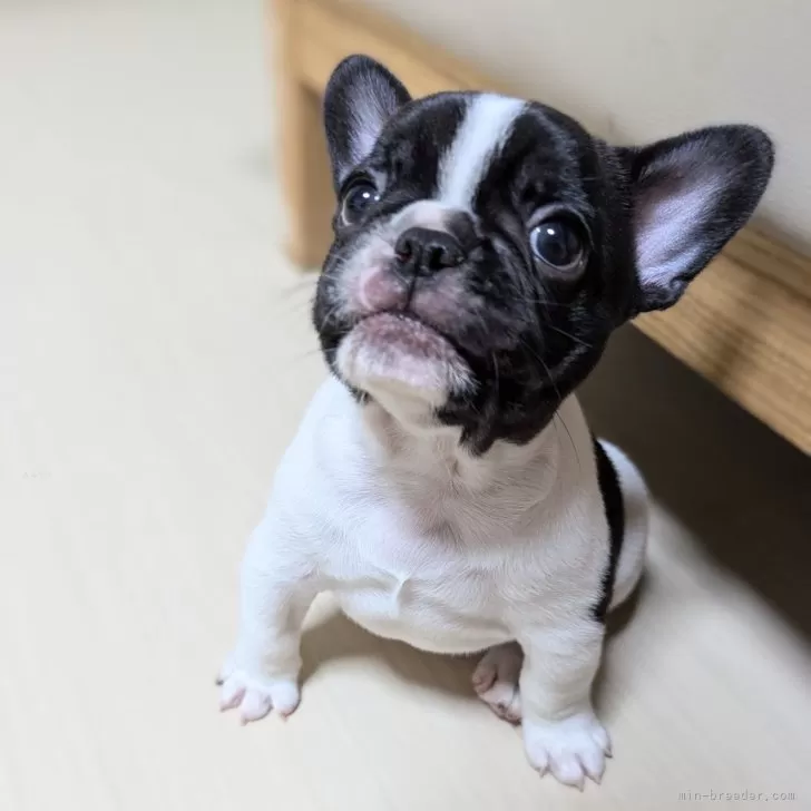 みやび 様のお迎えした子犬