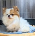 チワワ(ロング)【・男の子・2021年3月20日・パーティ】