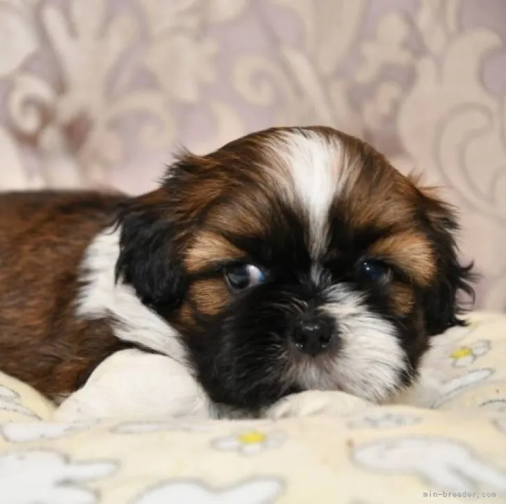 サブレママ 様のお迎えした子犬