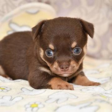 チワワ(スムース)【宮城県・男の子・2022年9月23日・チョコたん】の写真「とっても可愛い子です❤︎」