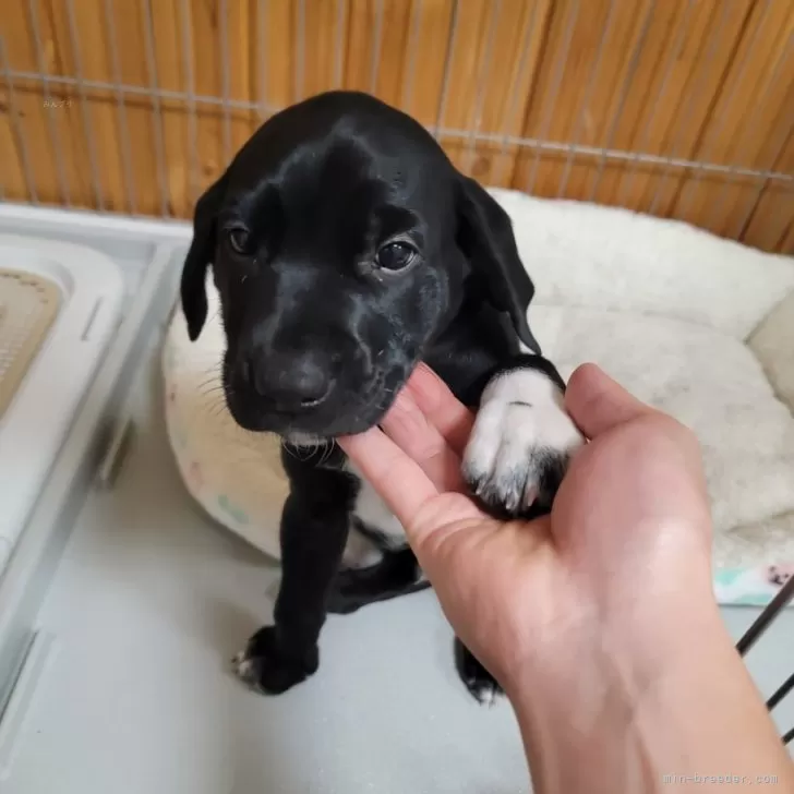 ちゃま 様のお迎えした子犬