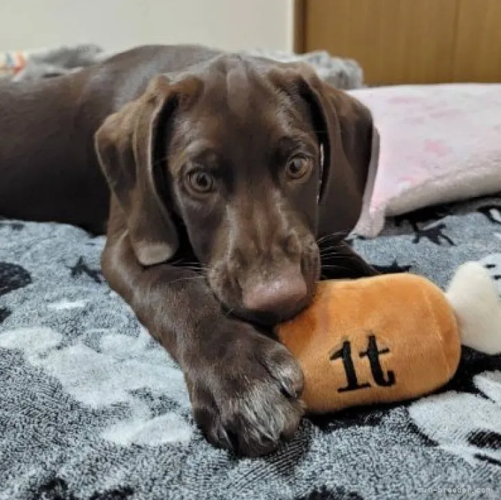 S.Choco 様のお迎えした子犬