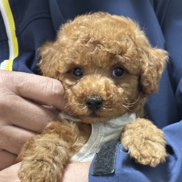 タイニープードル【三重県・男の子・2024年10月25日・オレンジ・フォーン】の写真「人懐っこくて明るい性格💓‪初心者様にお勧めです」