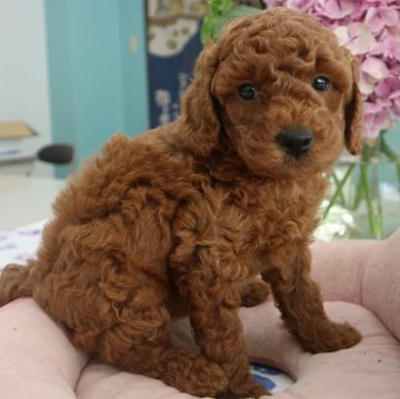 トイプードル(トイ)【徳島県・男の子・2023年6月7日・レッド】の写真「抱っこ大好き🐶馴染む性格の為、飼いやすい🐶」