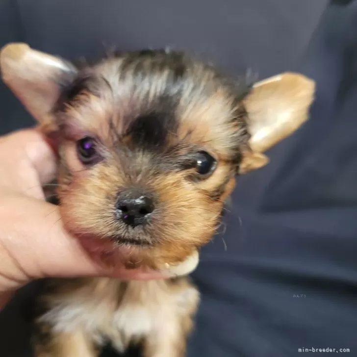 かのんママ 様のお迎えした子犬