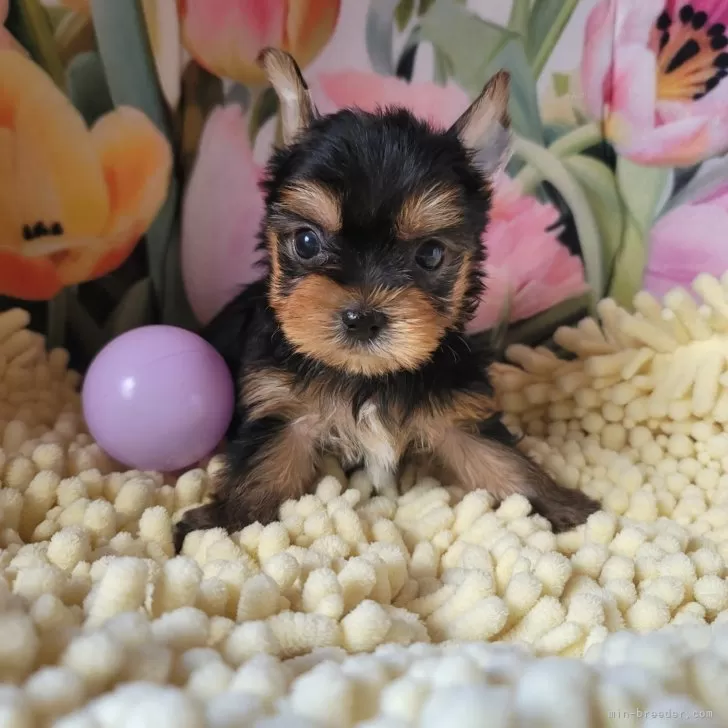 VVY 様のお迎えした子犬