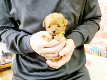 トイプードル(ティーカップ)【神奈川県・男の子・2021年2月14日・レッド】の写真「超極小ティーカッププードル(^-^)」