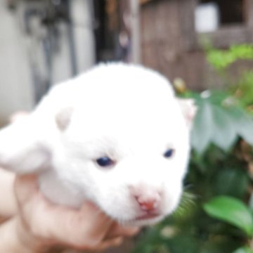 柴犬(豆柴)【福岡県・男の子・2025年10月1日・人気の白豆柴❗】の写真「🙆クリーム白でなく綺麗な白色❗」