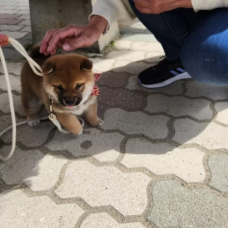 りー 様のお迎えした子犬