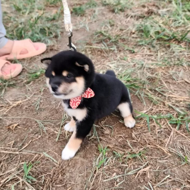 かず 様のお迎えした子犬