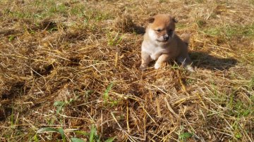 柴犬(豆柴)【福岡県・女の子・2021年8月28日・可愛い顔立をした赤豆柴の女の子】の写真「可愛い顔立でコロコロしています。」