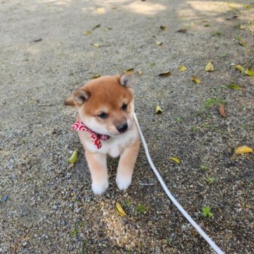 柴犬(豆柴)【福岡県・男の子・2023年2月5日・まんまる顔の赤豆柴❗❗】の写真「顔の配色が綺麗でモコモコ❗」