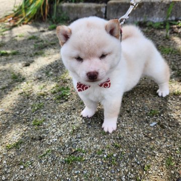 柴犬(豆柴)【福岡県・女の子・2023年12月27日・コロコロの白豆柴】の写真「🙆コロコロしてモコモコ。」