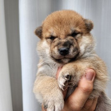 柴犬(豆柴)【福岡県・男の子・2023年7月21日・☺まんまる顔の赤豆柴❗】の写真「タヌキ顔で元気いっぱい❗」