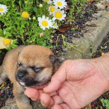 柴犬(豆柴)【福岡県・男の子・2024年4月7日・まんまる顔の赤豆柴❗】の写真「コロコロして可愛い。」