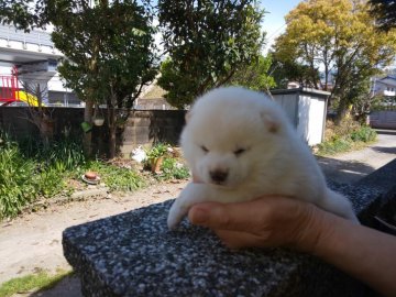 柴犬(豆柴)【福岡県・男の子・2021年12月14日・ふわふわした白豆柴】の写真「ふわふわして、たぬき顔の可愛い白豆柴」