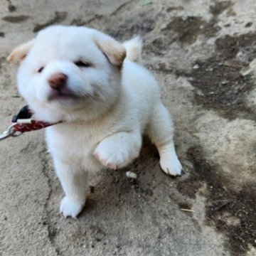 柴犬(豆柴)【福岡県・男の子・2023年9月5日・☺まんまる顔の白豆柴❗❗】の写真「☺まんまるでタヌキ顔コロコロフアフア❗」