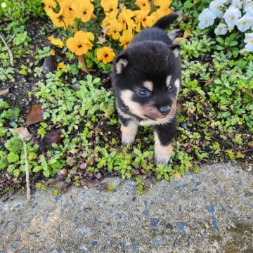 柴犬(豆柴)【福岡県・男の子・2023年1月27日・とても小さい黒豆柴❗❗】の写真「とても小さく可愛です。3月3日現在400グラム❗」