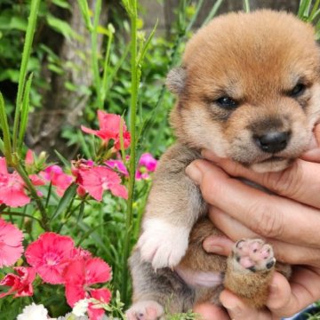 柴犬(豆柴)【福岡県・男の子・2023年3月31日・☺まんまる顔の赤豆柴❗❗】の写真「被毛が綺麗❗ソックスを履いています。❗」