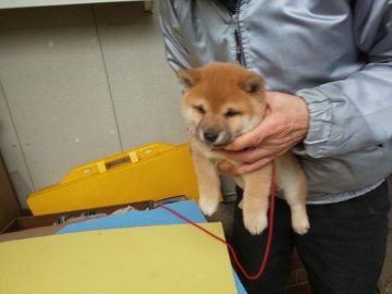 柴犬(豆柴)【福岡県・男の子・2021年10月31日・たぬき顔の赤豆柴】の写真「❤️お年玉特価、たぬき顔の男の子」