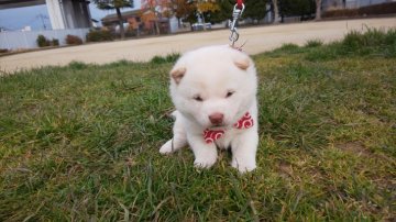 柴犬(豆柴)【福岡県・女の子・2022年1月3日・❤️綺麗な白色の豆柴😊】の写真「❤️綺麗な白色、構成も申し分ありません。」