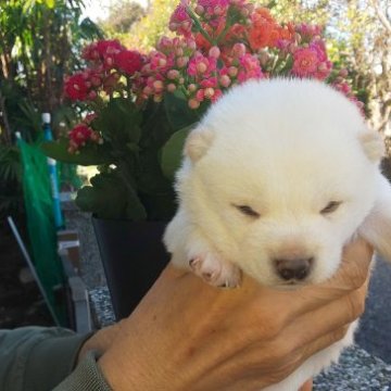 柴犬(豆柴)【福岡県・女の子・2022年12月17日・🙆ふあふあ白毛の可愛い女の子❗️】の写真「❤️たぬき顔でふあふあ白毛です。」