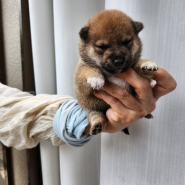 柴犬(豆柴)【福岡県・女の子・2023年7月21日・☺まんまる顔の赤豆柴❗】の写真「☺タヌキ顔でコロコロ❗」