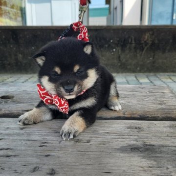 柴犬(豆柴)【福岡県・男の子・2024年4月22日・顔の配色が良い黒豆柴❗】の写真「顔の配色が良い❗」