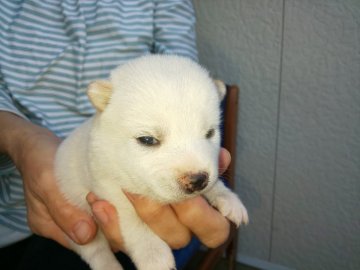 柴犬(豆柴)【福岡県・女の子・2020年10月1日・希少な鼻黒の白豆柴の女の子】の写真「大変綺麗な白豆柴の女の子です」