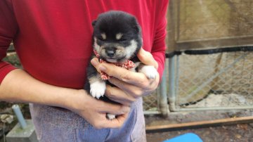 柴犬(豆柴)【福岡県・男の子・2023年12月27日・まんまる顔の黒豆柴❗】の写真「顔の配色が良いです。」