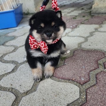 柴犬(豆柴)【福岡県・男の子・2024年4月22日・😊まんまる顔人気の黒豆柴❗】の写真「骨量がありタヌキ顔❗配色が良いです😊」