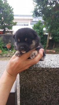 柴犬(豆柴)【福岡県・女の子・2021年6月5日・まんまる顔の黒豆柴】の写真「まんまる顔で小さく成長すると思います。」