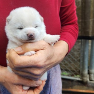 柴犬(豆柴)【福岡県・女の子・2023年12月27日・まんまる顔の白豆柴❗】の写真「ふわふわモコモコで元気いっぱい❗」