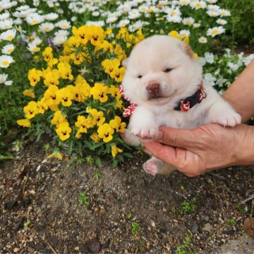 柴犬(豆柴)【福岡県・女の子・2023年7月7日・まんまる顔の白豆柴❗】の写真「まんまる顔でコロコロ❗」