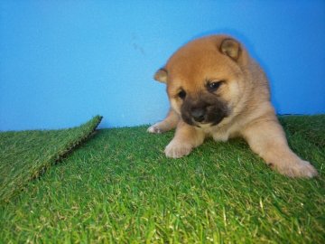 柴犬(豆柴)【福岡県・男の子・2019年11月14日・たぬき顔の綺麗な赤】の写真「たぬき顔の綺麗な赤」