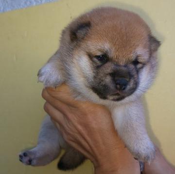 柴犬(豆柴)【福岡県・女の子・2022年10月4日・💓ふあふあモコモコの赤豆柴❗️】の写真「ふあふあモコモコ❗️たぬき顔で可愛い」